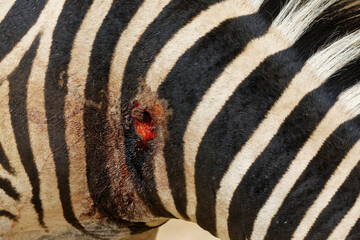 injured zebra bloody wound on neck