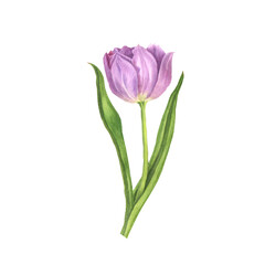 Lilac tulip watercolor illustration isolated on a white background