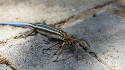 baboon spider hunted, killed and devoured by blue tailed or rainbow skink