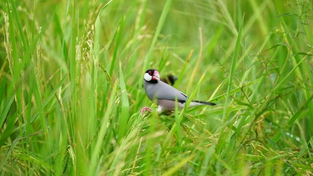 Java sparrow, Java finch bird in rice fields 