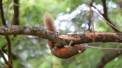 red squirrel on a tree