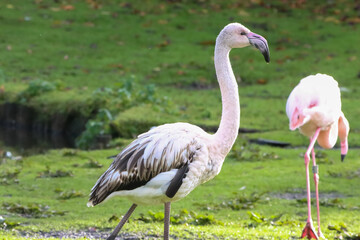 A beautiful animal portrait of a Pink Flamingo