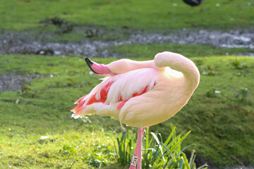 A beautiful animal portrait of a Pink Flamingo