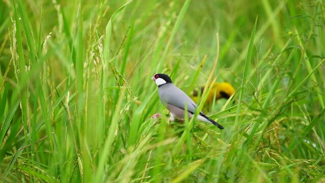 Java sparrow, Java finch bird in rice fields 