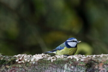 A beautiful animal portrait of a Blue Tit bird