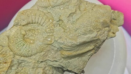Ammonites, Ammonoidea extinct cephalopods as fossilization