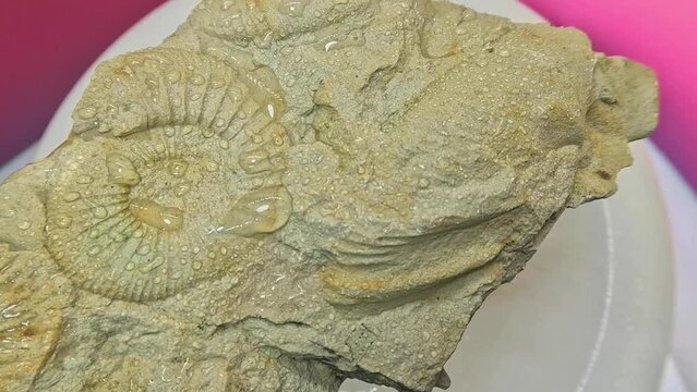 Ammonites, Ammonoidea extinct cephalopods as fossilization