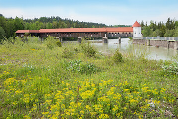 river Isar weir Icking, yellow euphorbia flowers