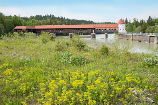 river Isar weir Icking, yellow euphorbia flowers