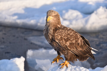 bird watching with floating ices in winter