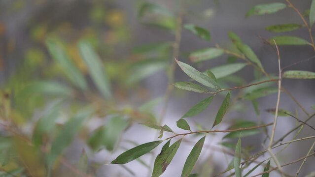Autunno foglie nebbia e vento