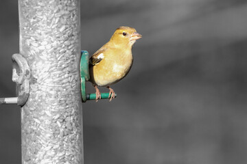 A beautiful animal portrait of a Green Finch bird
