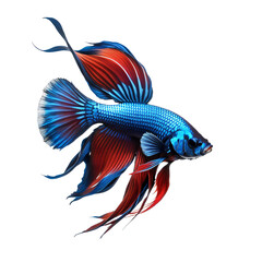 Aquatic Grace: A Siamese Fighting Fish Swims Alone on transparent background,png