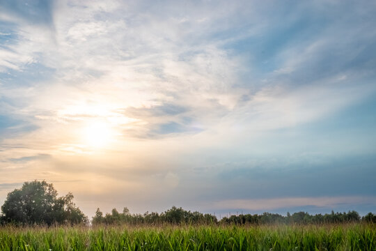 A captivating scene where the soft glow of the setting sun peeks through a thin veil of clouds, illuminating a lush corn field. This image captures the tranquility and delicate beauty of nature's