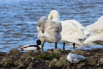 A beautiful animal portrait of a Whooper Swan in the United Kingdom during the migration period for...