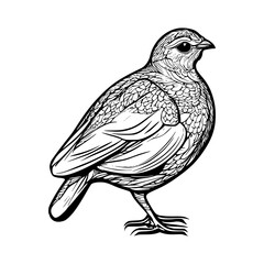 Quail  vector illustration