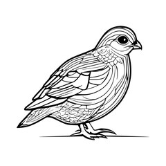 Quail  vector illustration