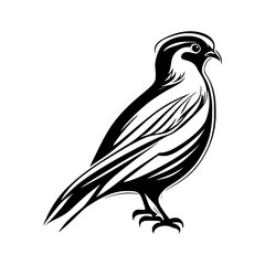 Quail  vector illustration