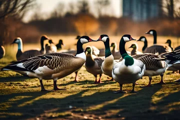 Foto op Plexiglas country goose and geese © Hameed