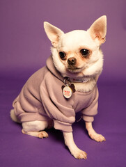 chihuahua puppy with pink ribbon