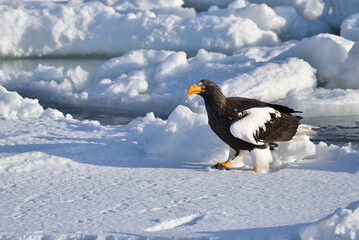 Fototapeta premium Bird watching with floating ices in winter