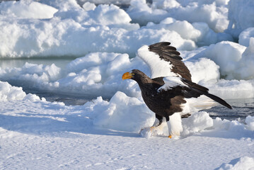 Bird watching with floating ices in winter