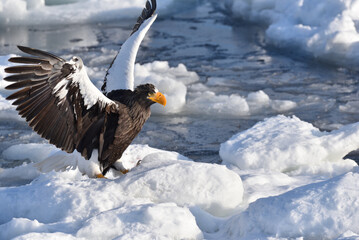 Bird watching with floating ices in winter