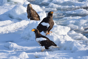 Bird watching with floating ices in winter