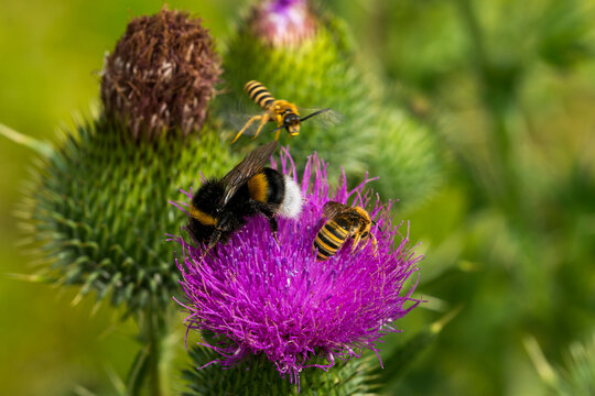 Gelbbindige Furchenbiene (Halictus scabiosae) und Dunkle Erdhummel (Bombus terrestris)	