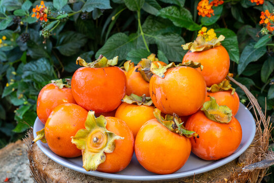 Diospyros, kaki, diospyros kaki, persimmon, trabzon, japanese, karaağa&ccedil;, mediterranean, locally, called, ambe, amme, tree, species, fruit, grows, region, climate, zones
