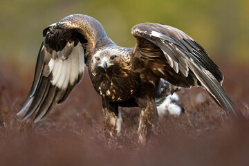 Golden eagle in the bog scenery, wings wide