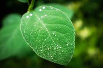 Close-up of vibrant green leaves with water droplets after a summer rain.