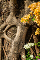 old stump with flowers in sunlight