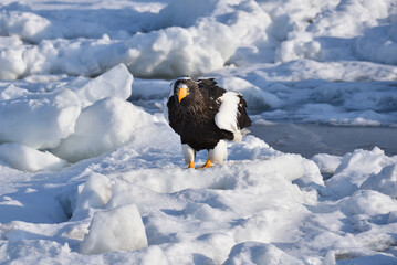 Bird watching with floating ices in winter