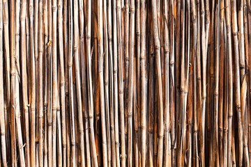 Cane reed left to dry in the sun light before using them to create fence or reed objects. Reed fence wall abstract background texture.