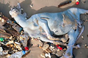 un mouton mort échoué sur une plage de la ville de Dakar au Sénégal en Afrique