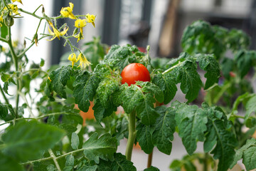 Tomato on plant. Seedlings home tomatoes for growing on balcony. Harvest on the windowsill. Close up