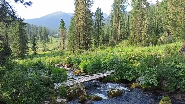 A narrow pedestrian bridge across the beds of a mountain stormy stream flowing through a dense coniferous forest on a sunny summer day. Jerboa river, Ergaki Nature Park, Krasnoyarsk Territory, Siberia