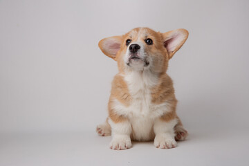 cute little welsh corgi puppy sitting on a white background