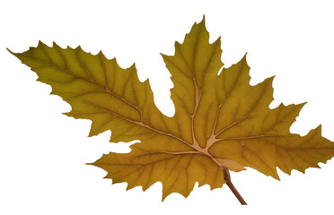 Oak Leaf isolated on white background