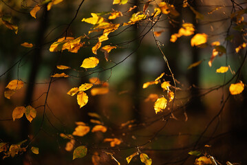 Jesienne liście w parku  © Elżbieta Kaps