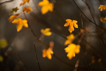 Jesienne liście w parku  © Elżbieta Kaps
