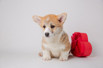 cute little welsh corgi puppy with a gift box sitting on a white background