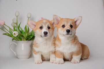 cute little group of welsh corgi puppies with a bouquet of flowers sitting on a white background