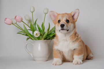 cute little welsh corgi puppy with a bouquet of spring flowers sitting on a white background	