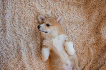 Cute welsh corgi puppy lying on its back top view of the house on the couch