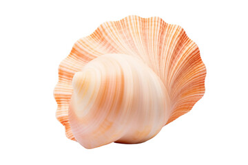 Elegant Isolated Seashell on Transparent Background, PNG, Generative Ai