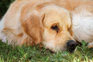 The golden retriever dog lying in the shadow of backyard looking at camera. Domestic pet. The kindest breed. The best friend concept. Big puppy. Animals lifestyle. Calm animal behaviour. Yearning pet