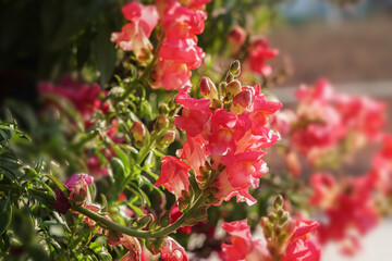 Antirrhinum (commonly known as dragon flowers or snapdragons) flowers blossoing  