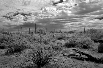 Sonora Desert Arizona in Infrared